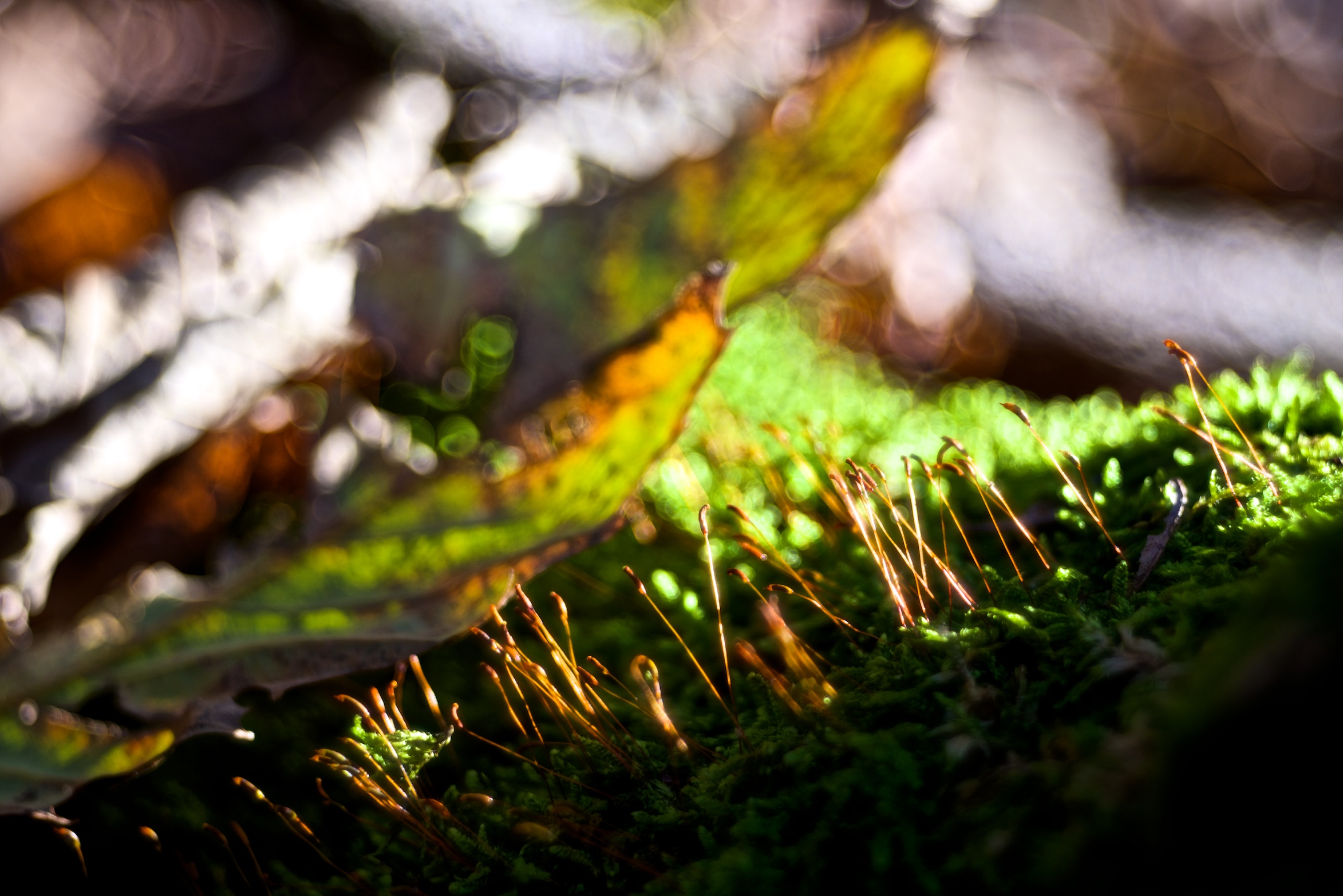 Moss sprouts and pine cones 6