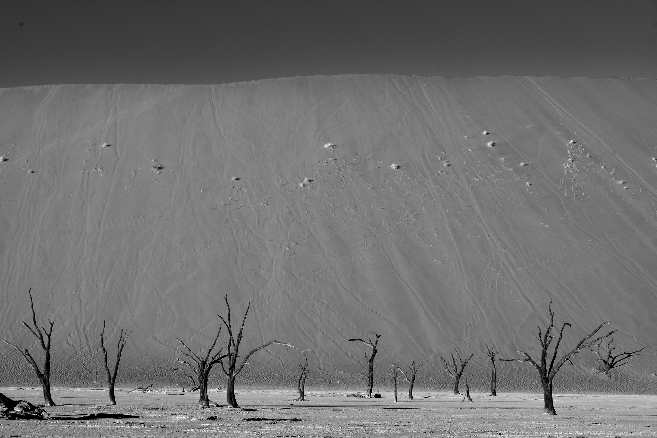 Deserto del Namib - Deadvlei BW