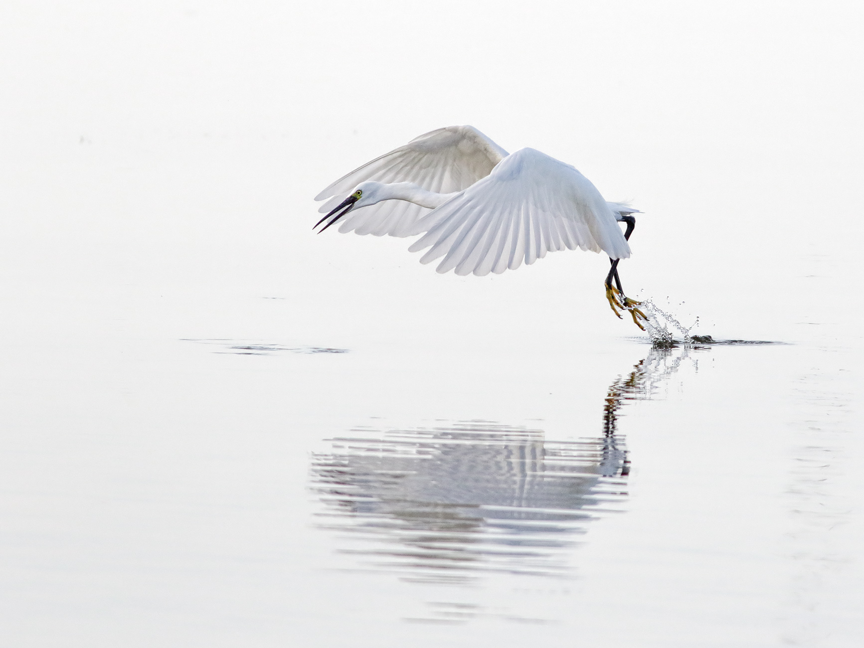 La danza della Garzetta