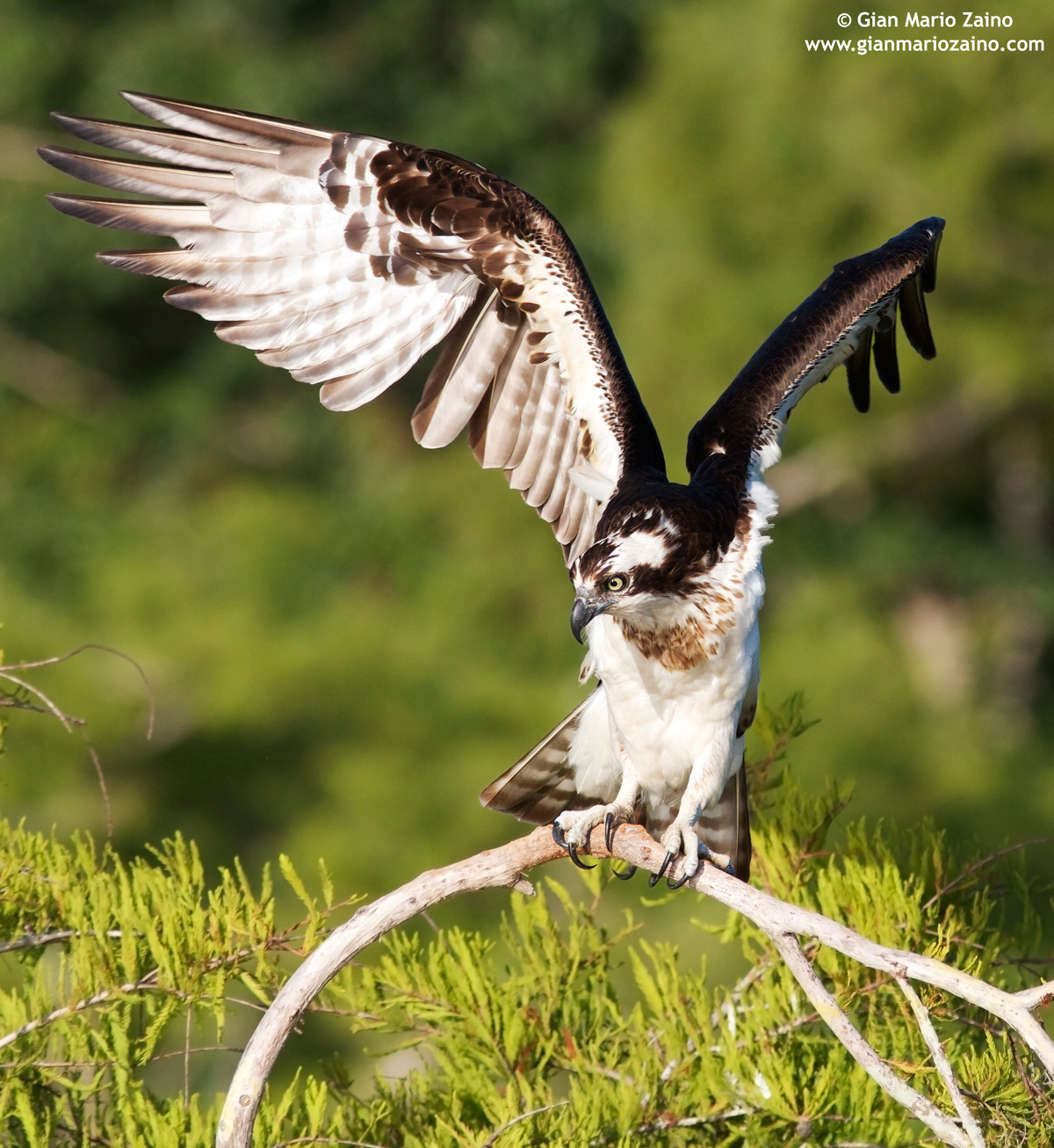 Pandion haliaetus / Falco pescatore / Osprey