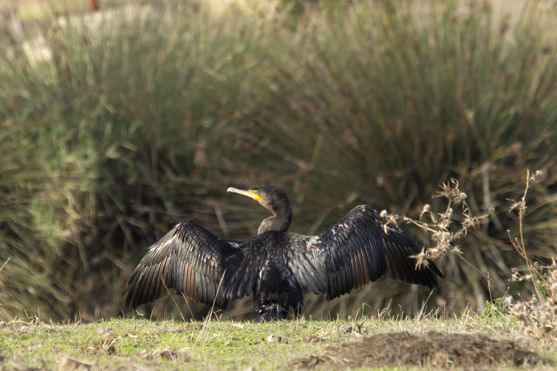 Il cormorano prende il sole