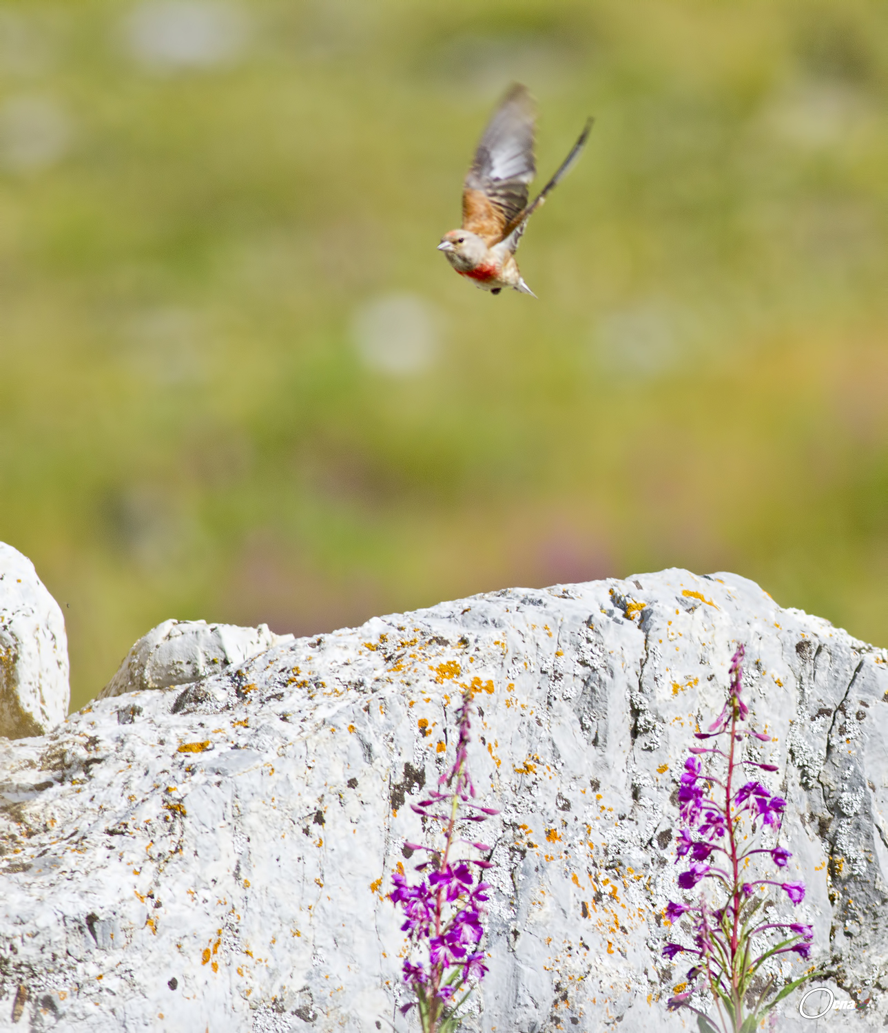 fanello nel suo habitat