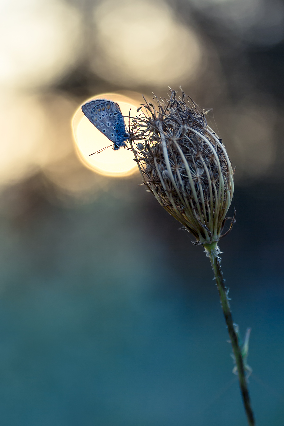 Polyommatinae Polyommatinae