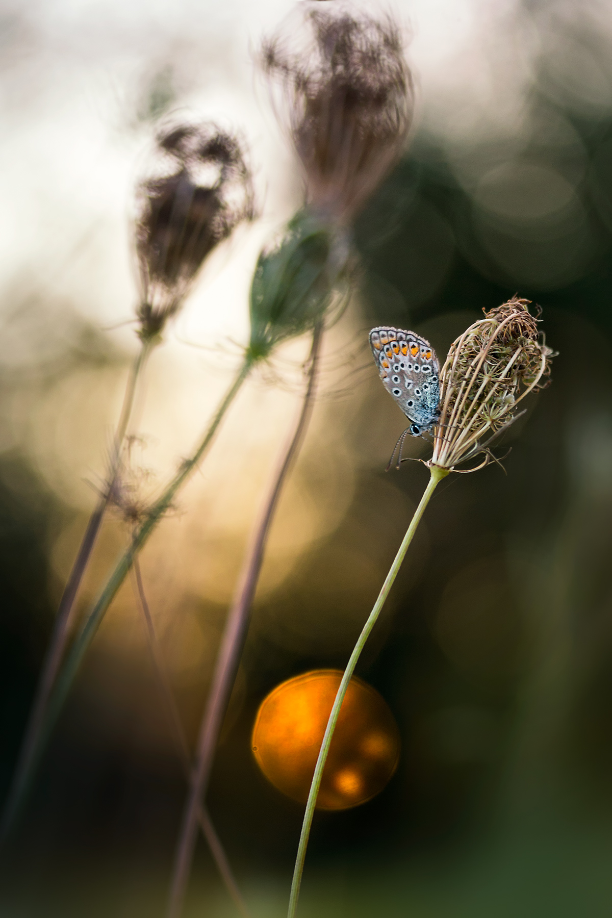 Polyommatinae Polyommatinae