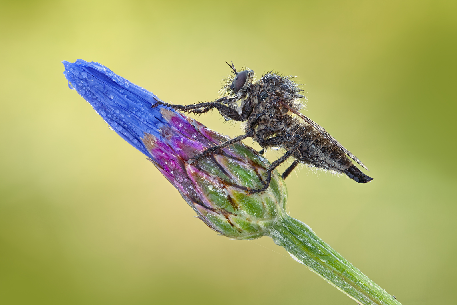 Robber Fly