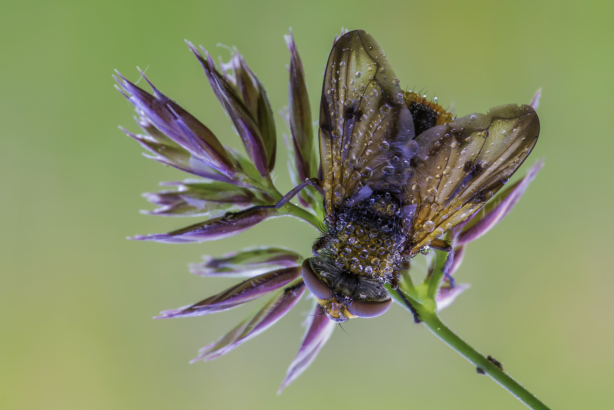 Ectophasia crassipennis