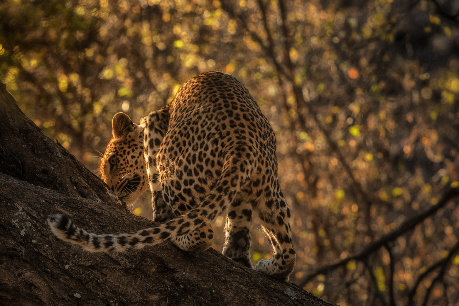 Namibia - Panthera pardus