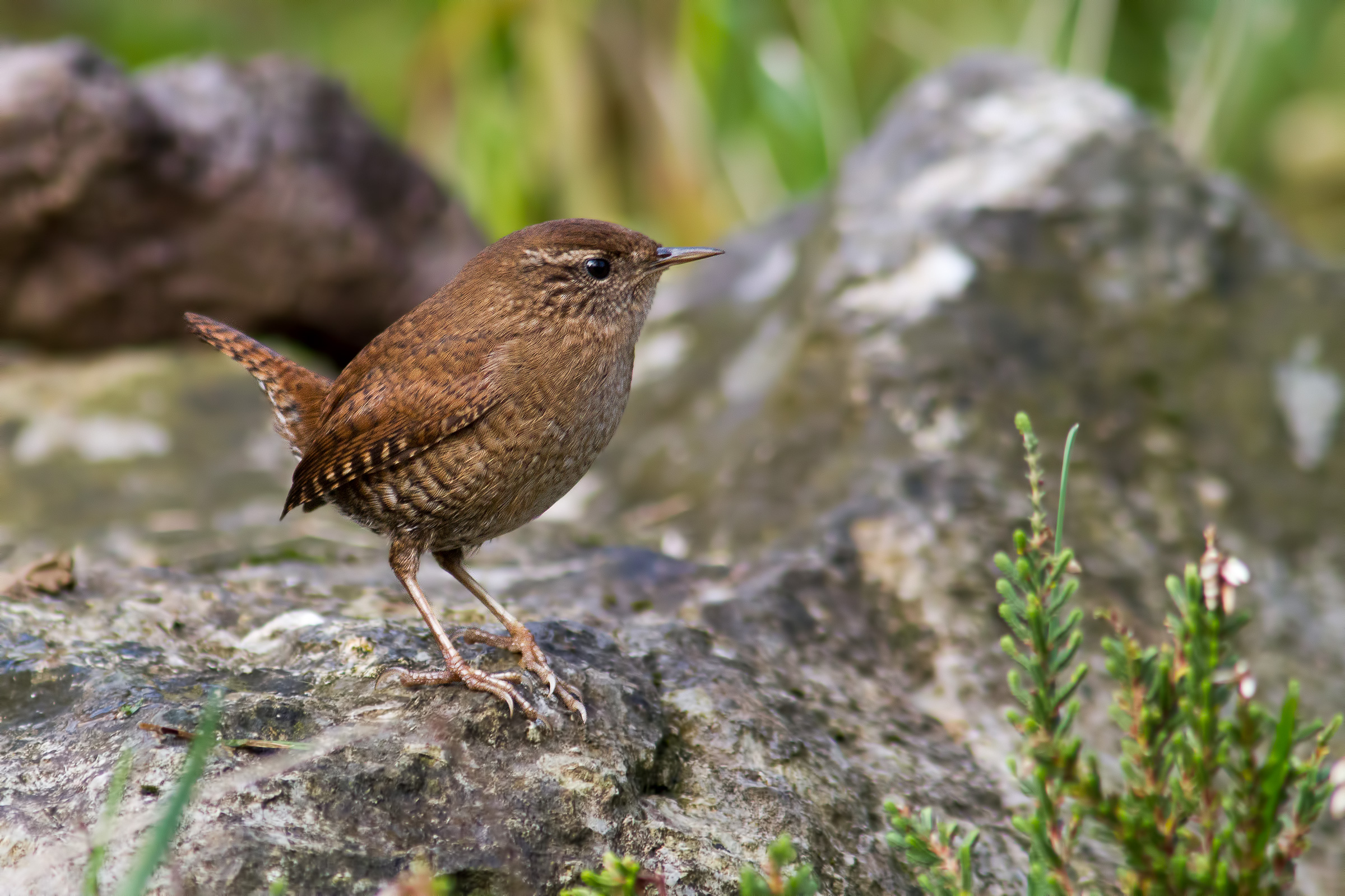 Wren