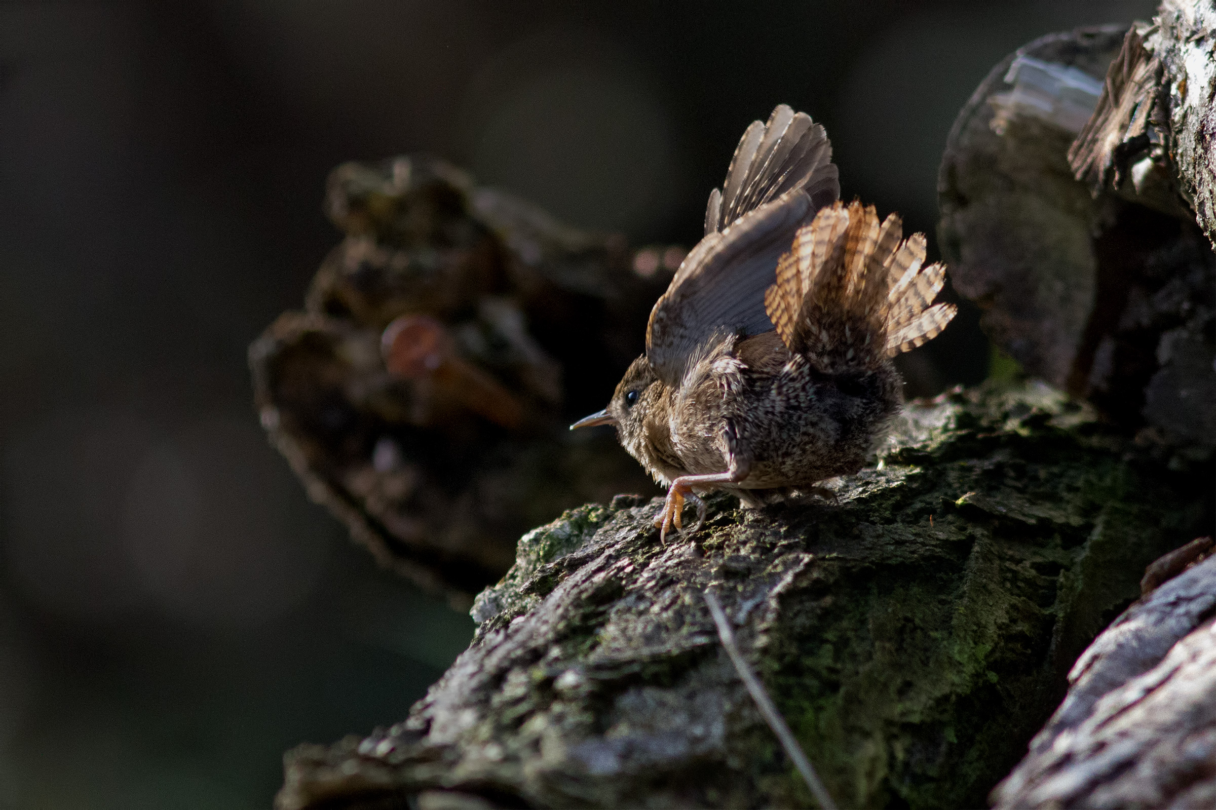 Wren between light and shadow