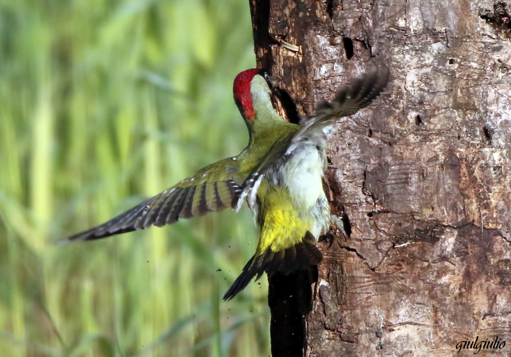 arrivo del picchio verde