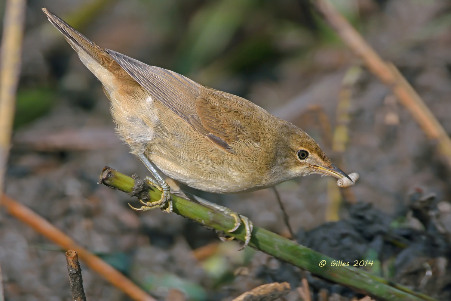 .......affamata.......!!!