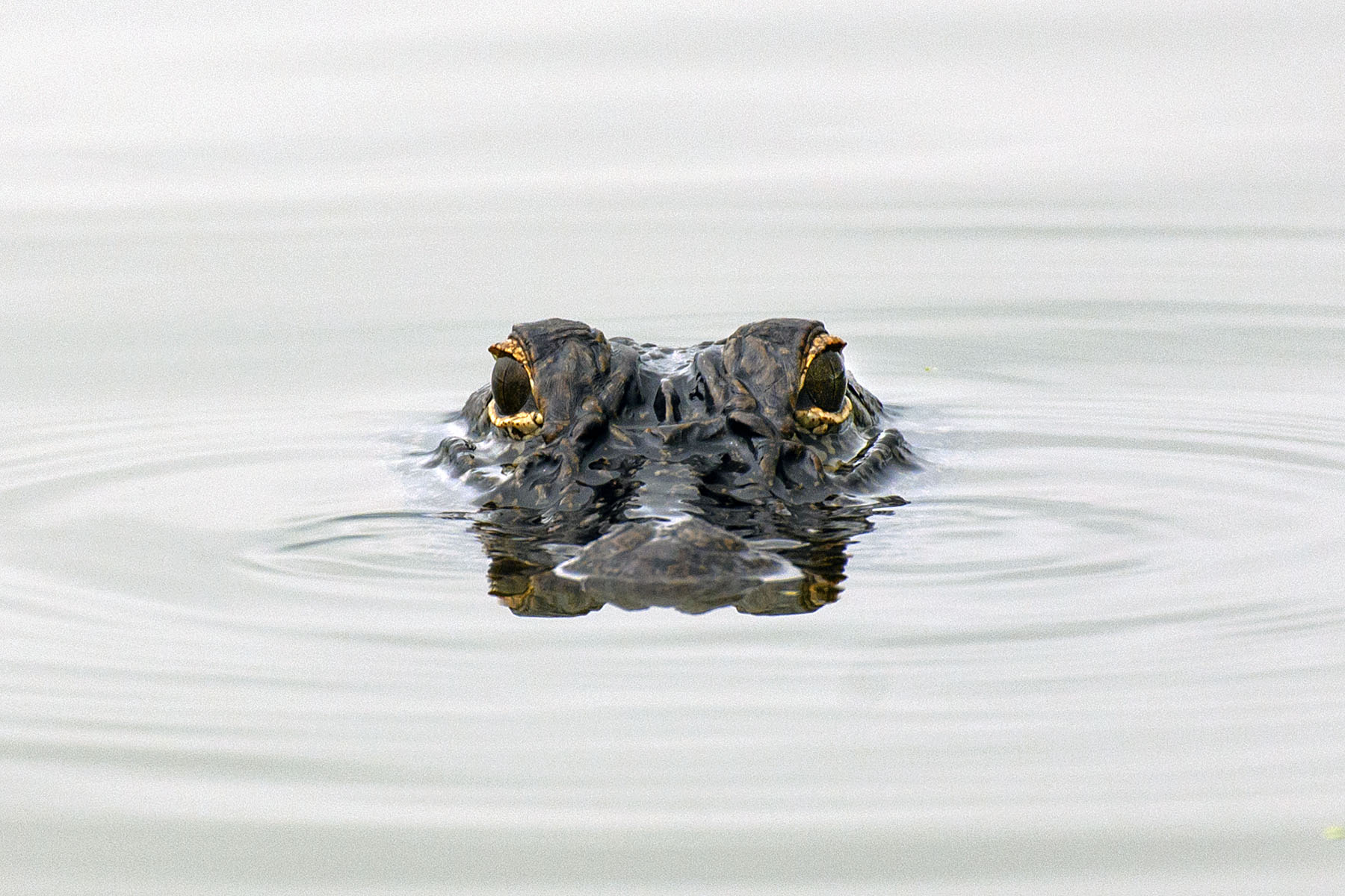 Alligatore-Louisiana
