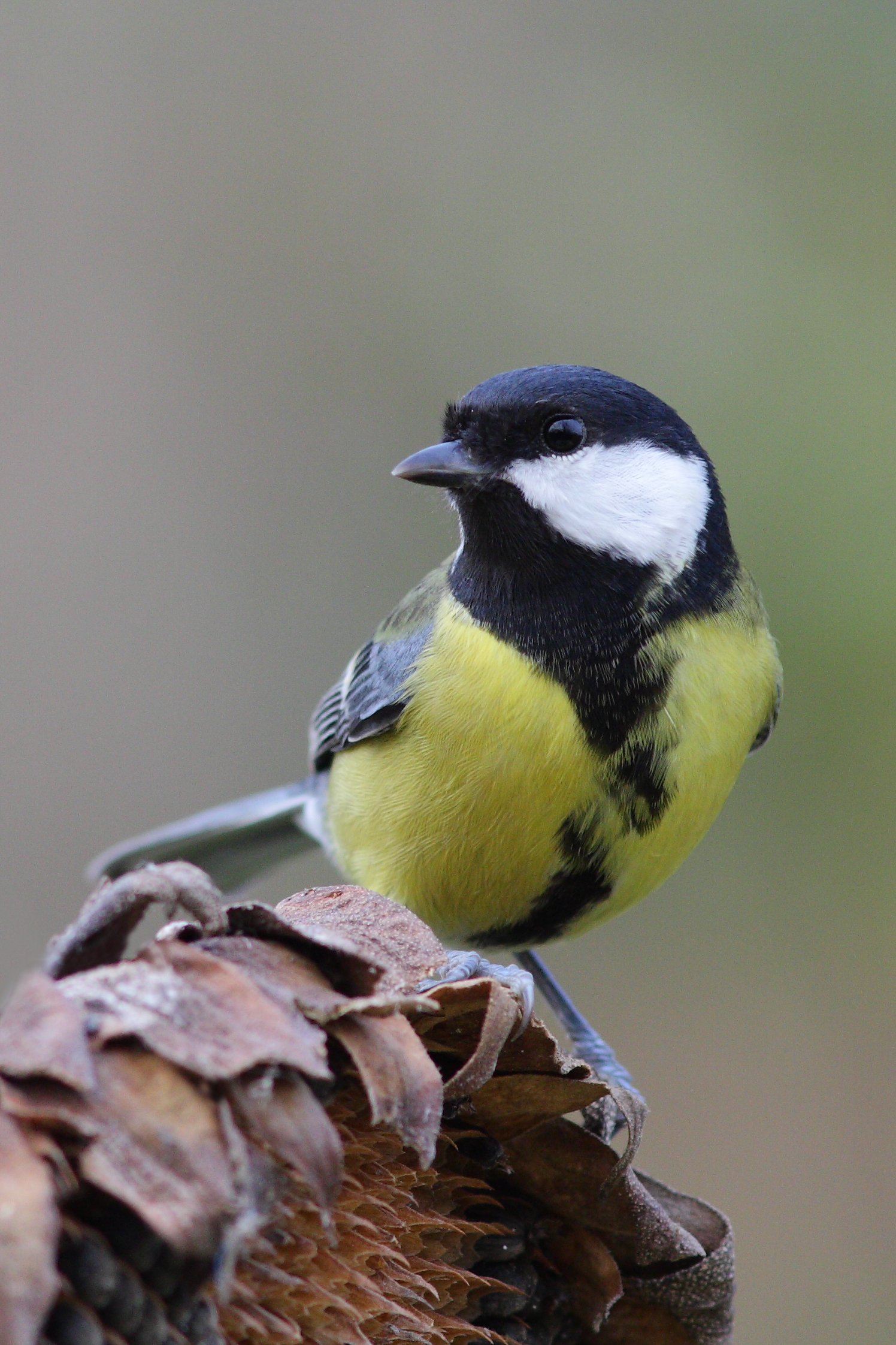 Cinciallegra su girasole
