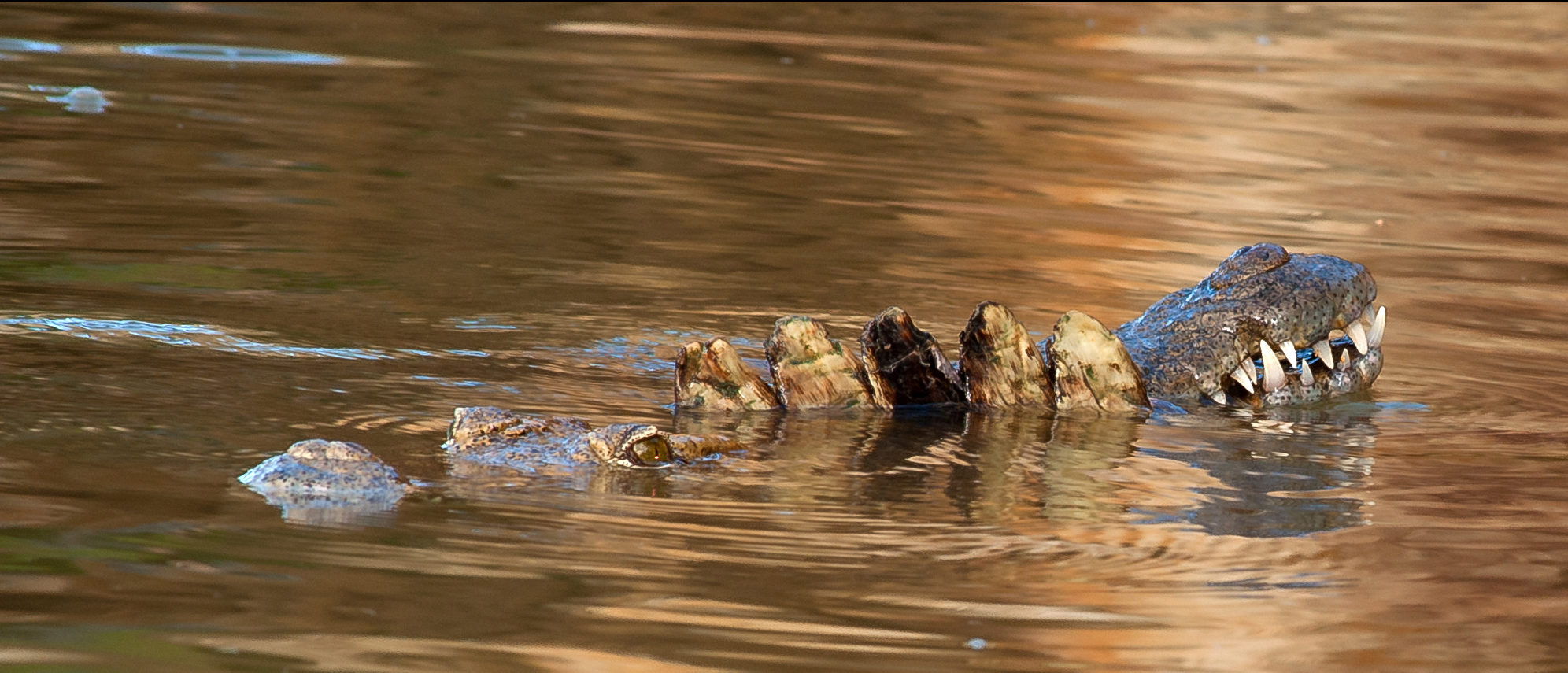 intreccio di 3 coccodrilli