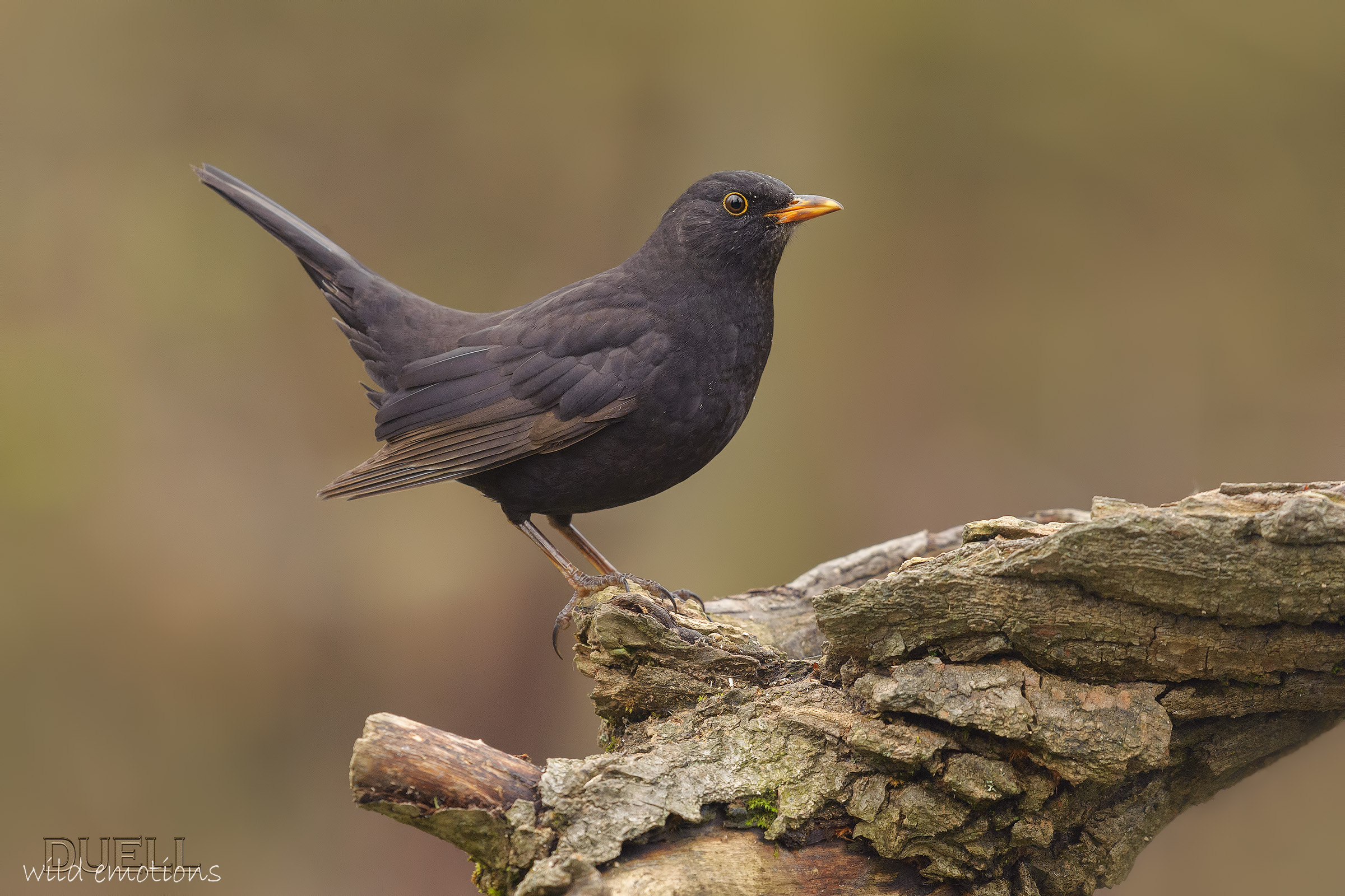 la perfetta posa del merlo