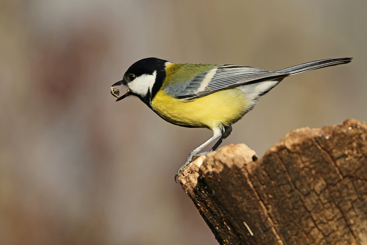Great Tit