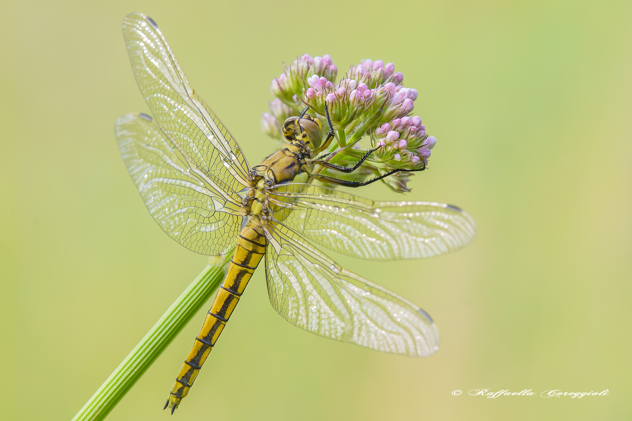 Orhetrum cancellatum