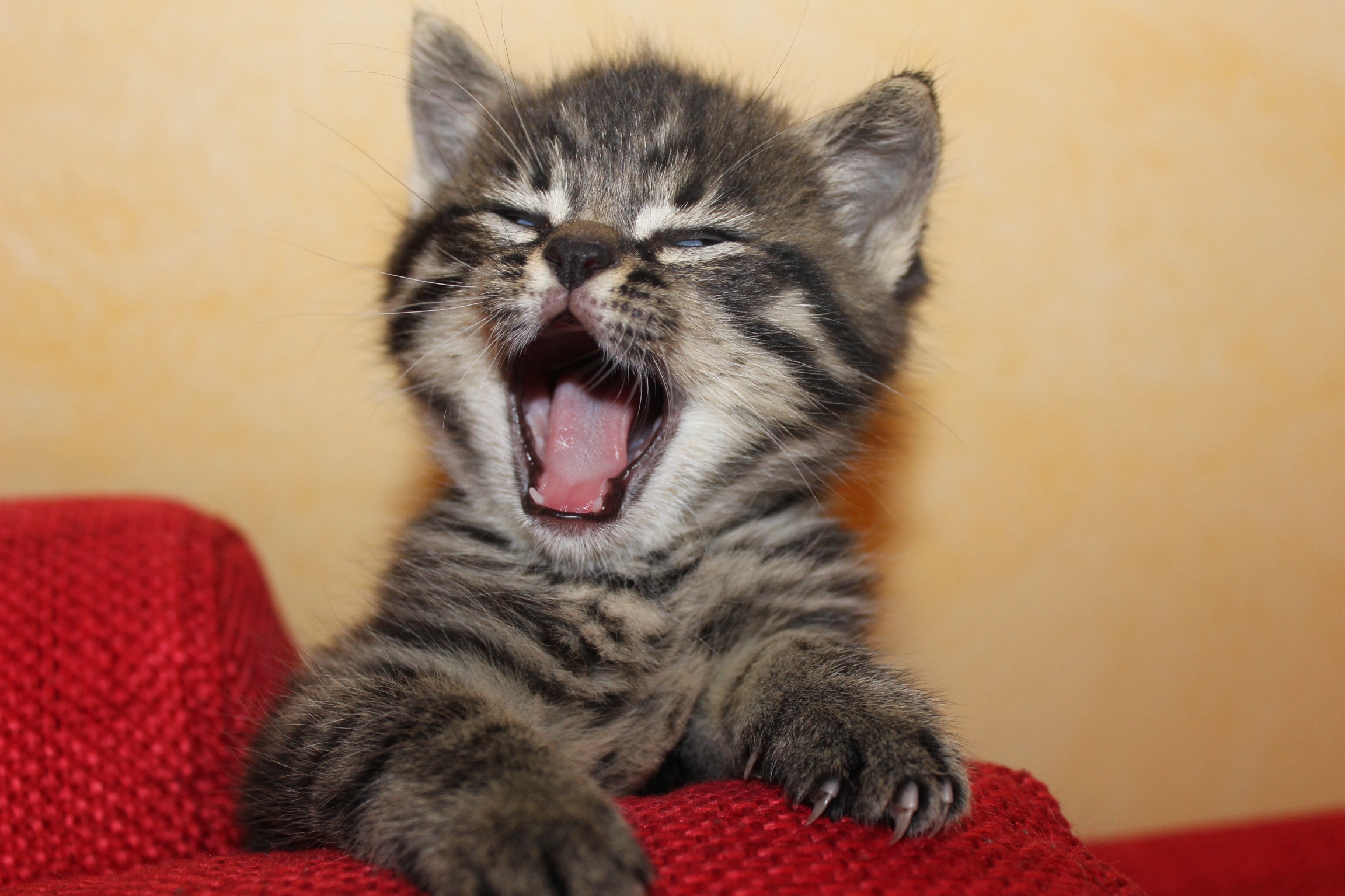 Tigger, the little tiger