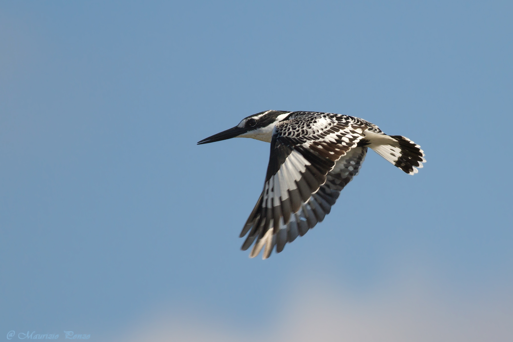 Kingfisher Black and White