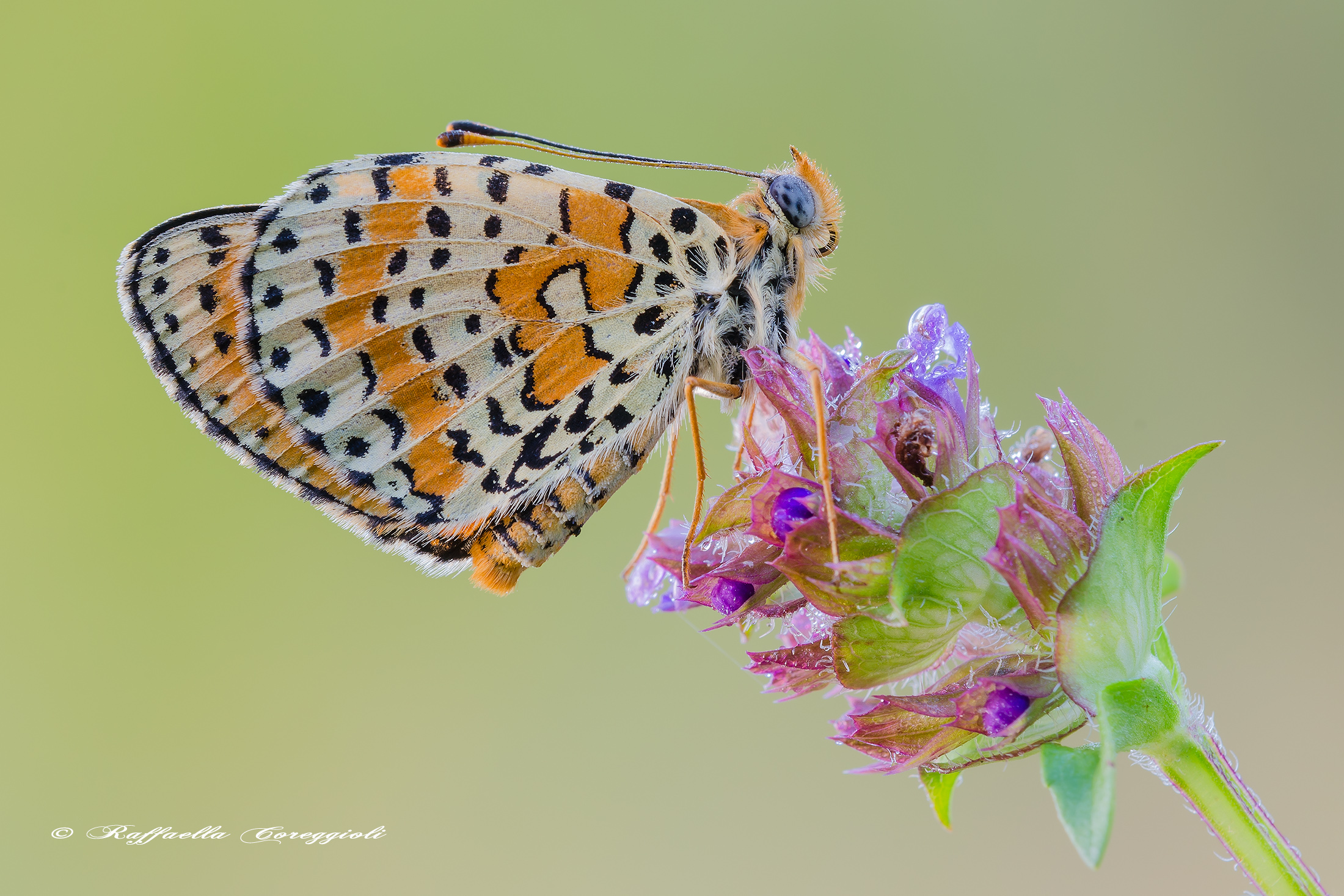 Melitaea didyma