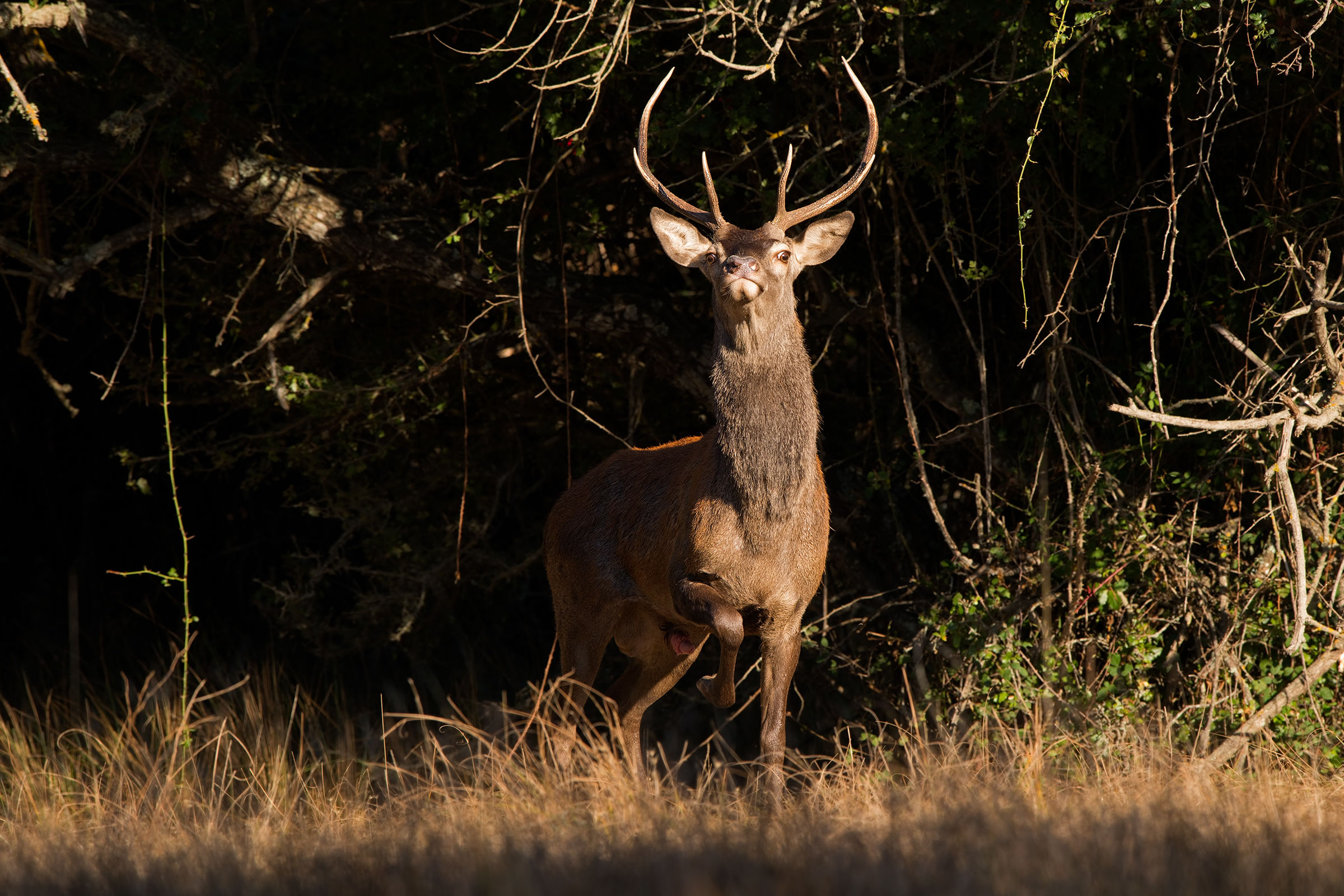 giovane cervo sardo 'ormonato'