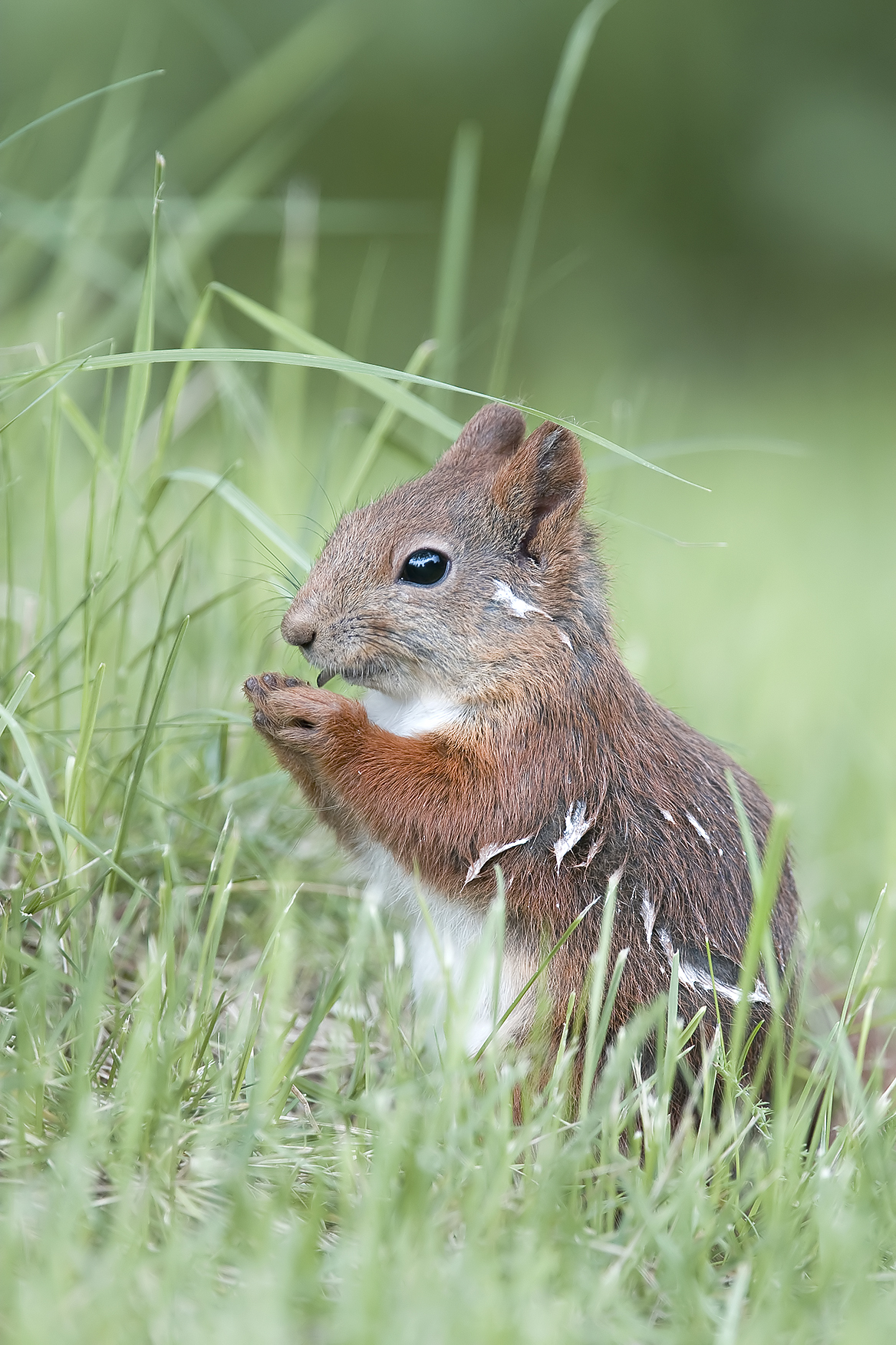 Scoiattolo imbrattato