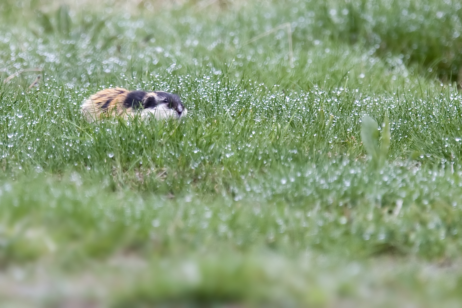 Lemming nella rugiada