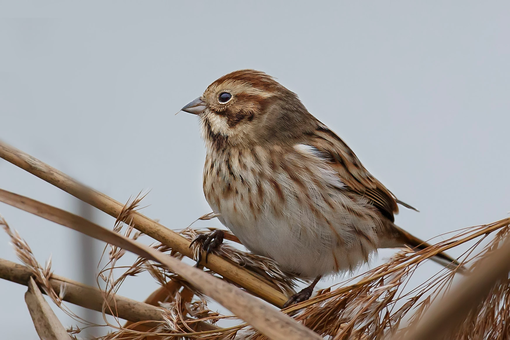 Migliarino di palude