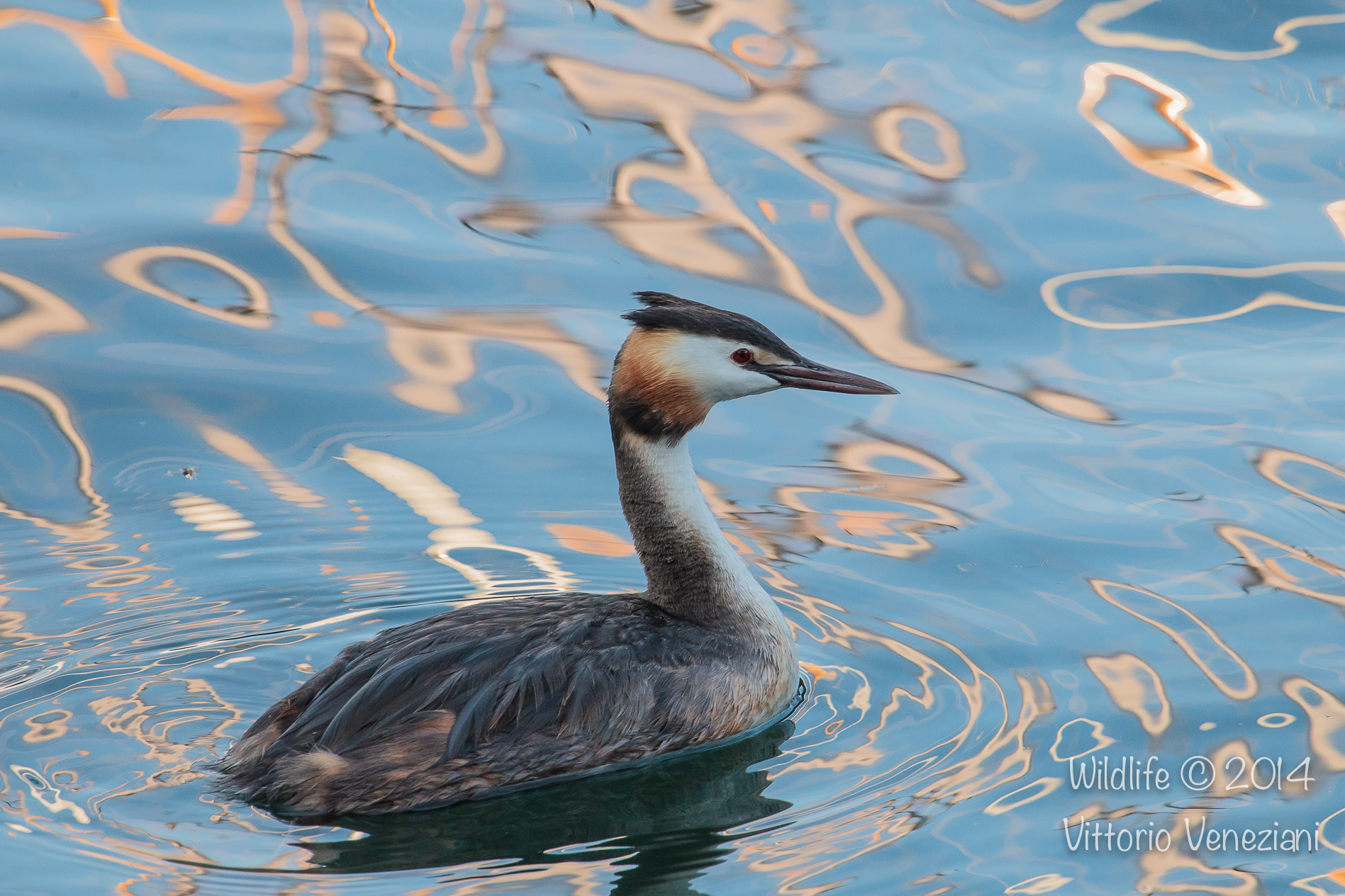 In gold, and in the blue