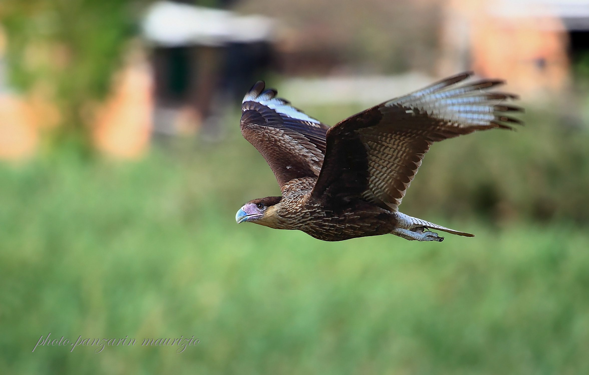 caracara plancus