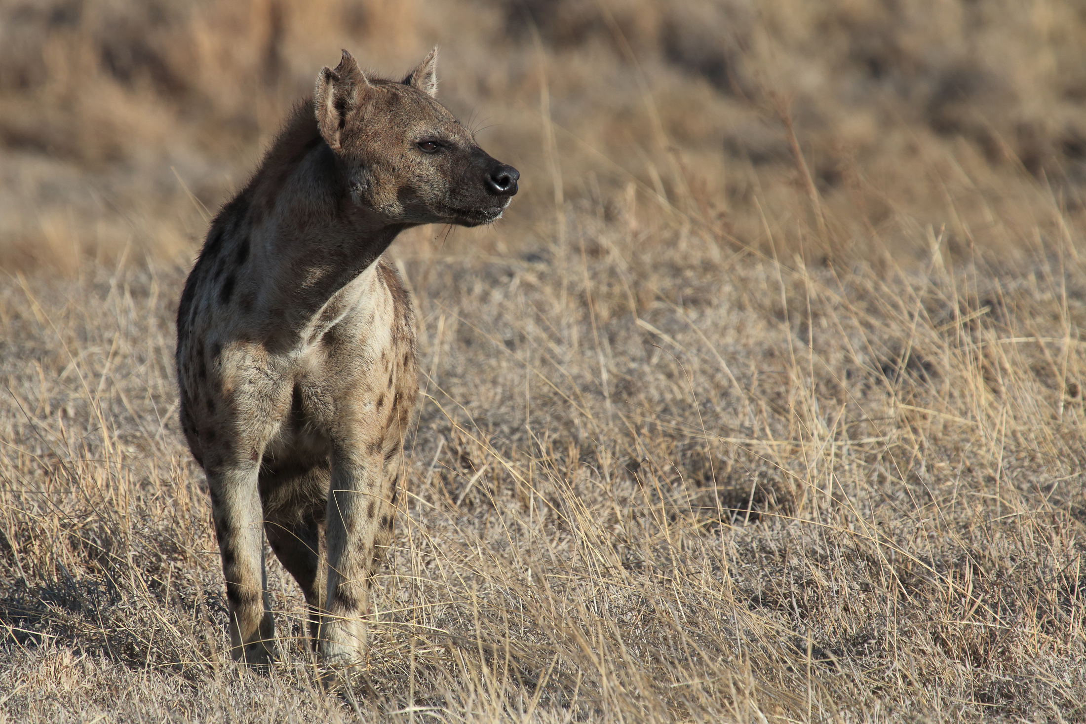 lo sguardo della iena