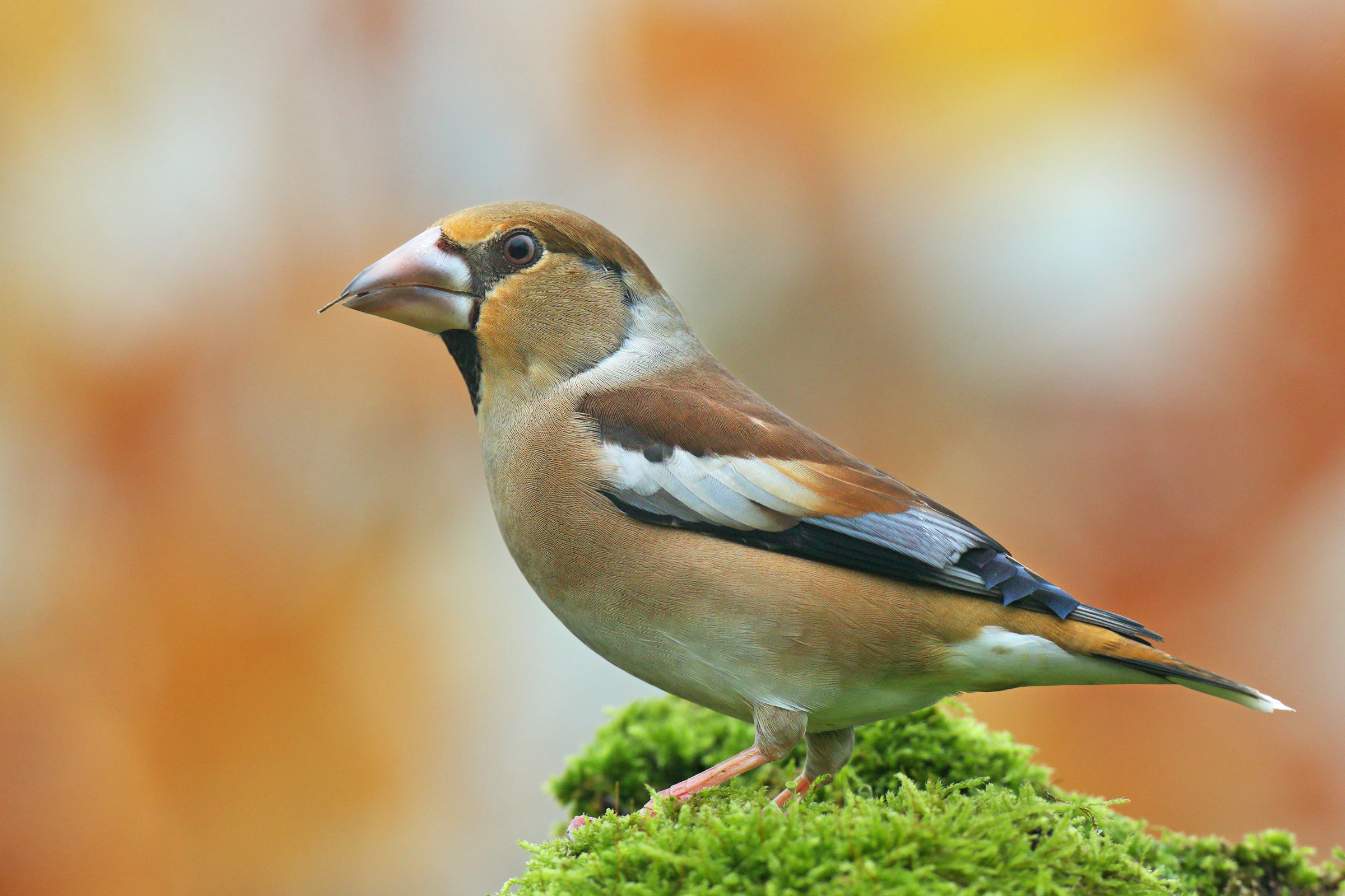 Hawfinch