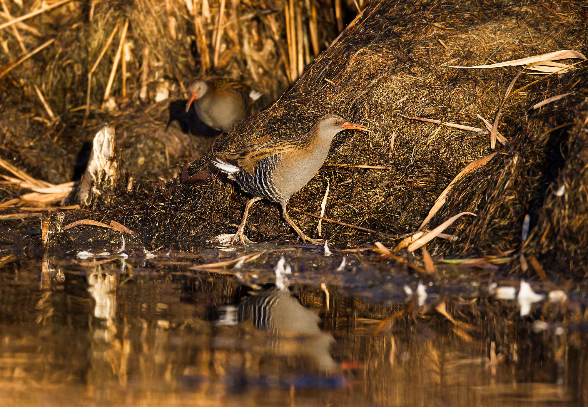 The pursuit of the water rail