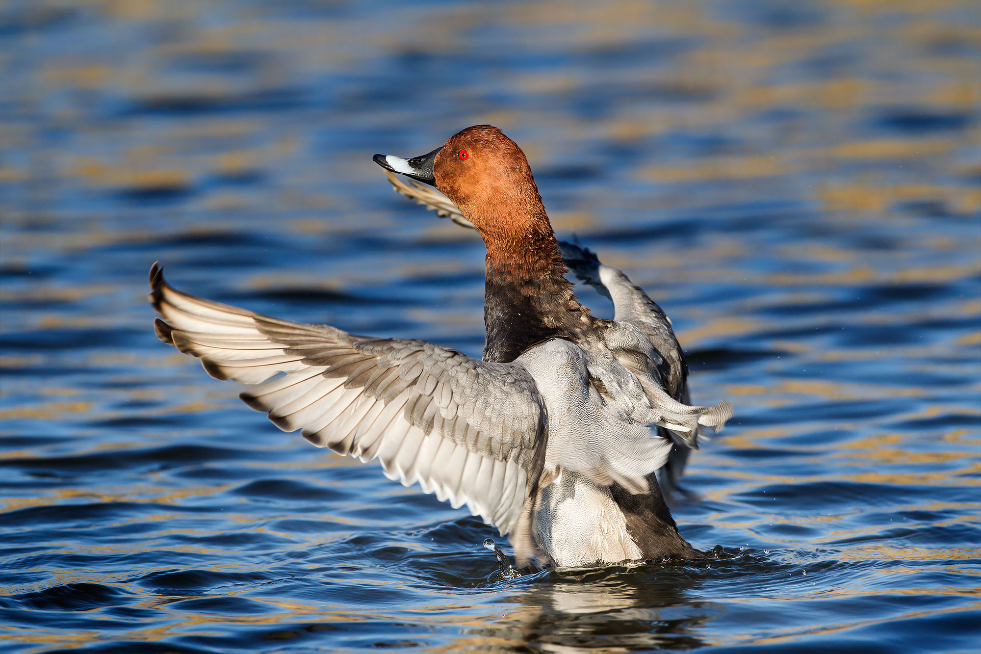 Pochard, pier Oasis Lake Burano