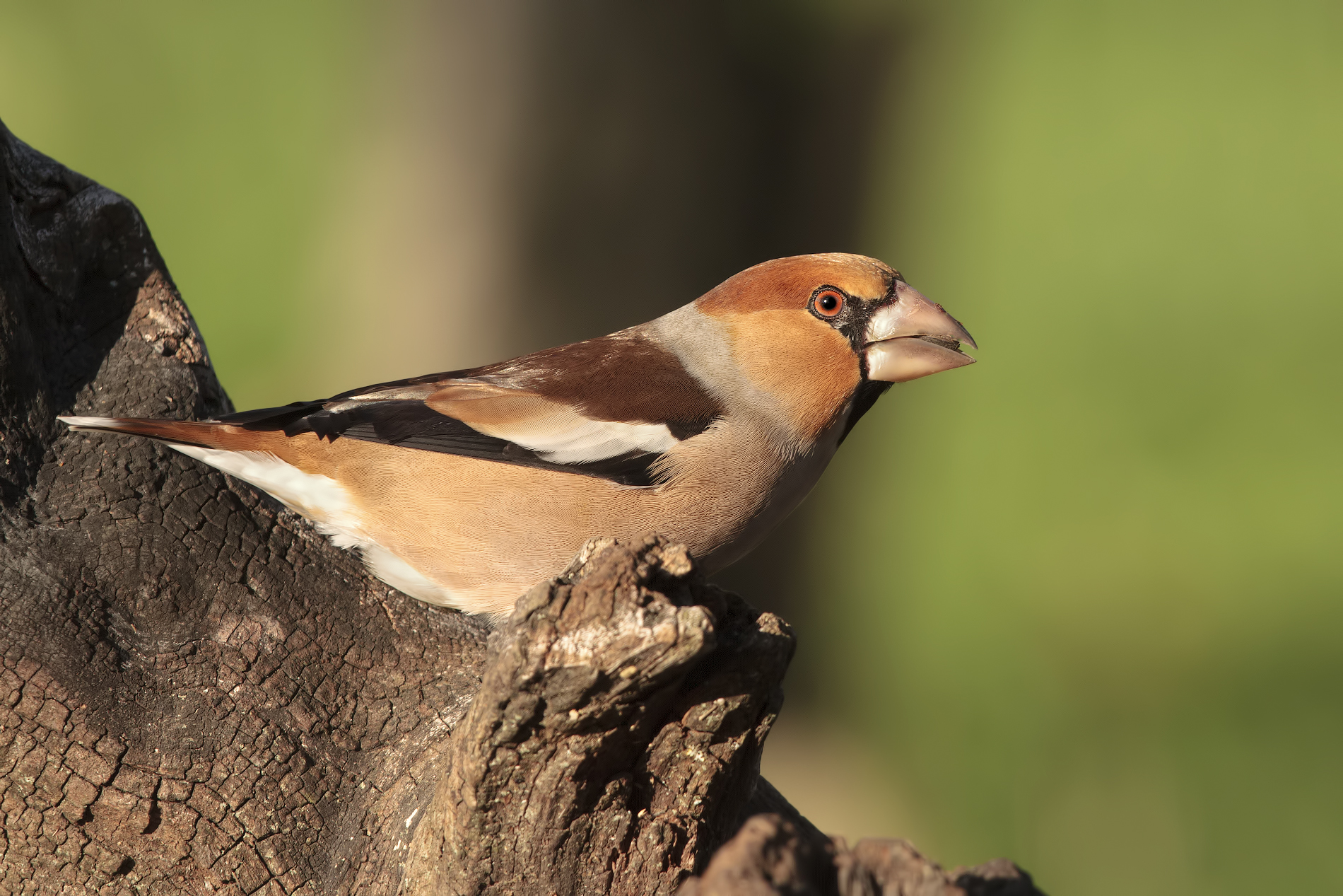 the frosone and old ...