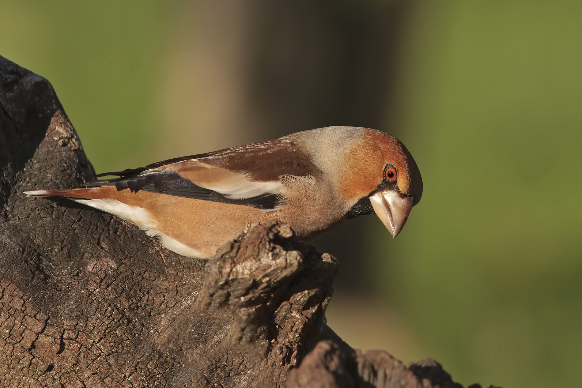 the frosone and old ... 2