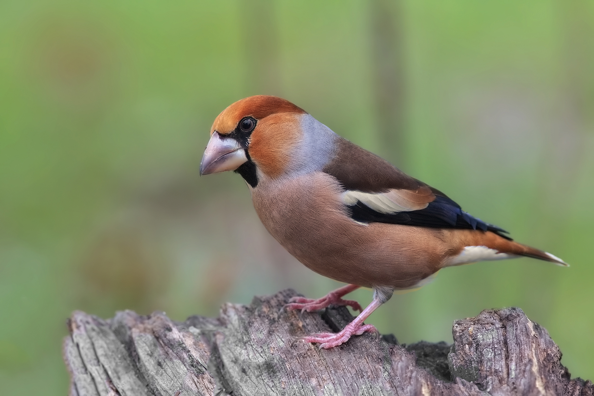 frosone thoughtful ... is the sun?