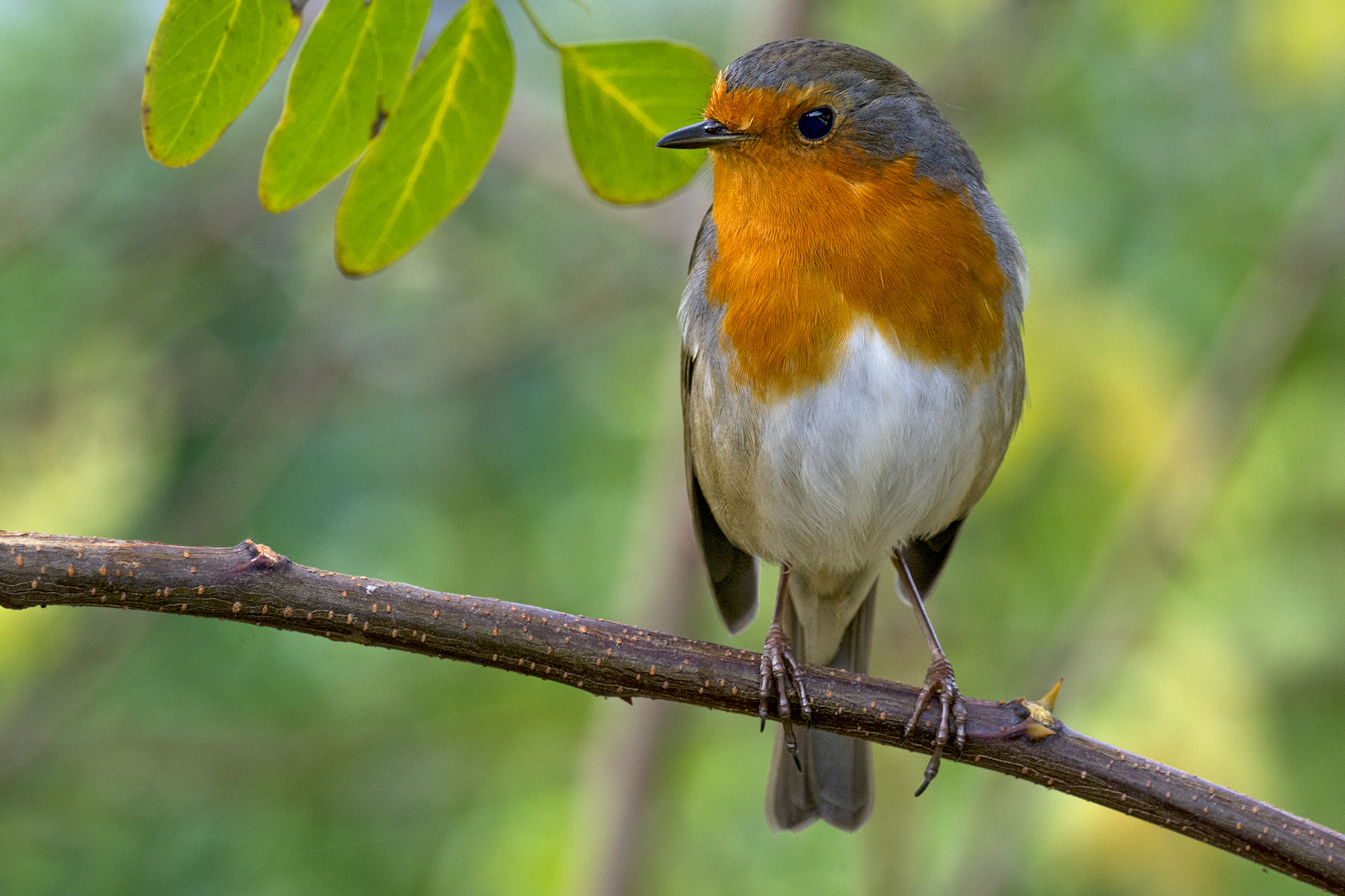 Il mio pettirosso preferito