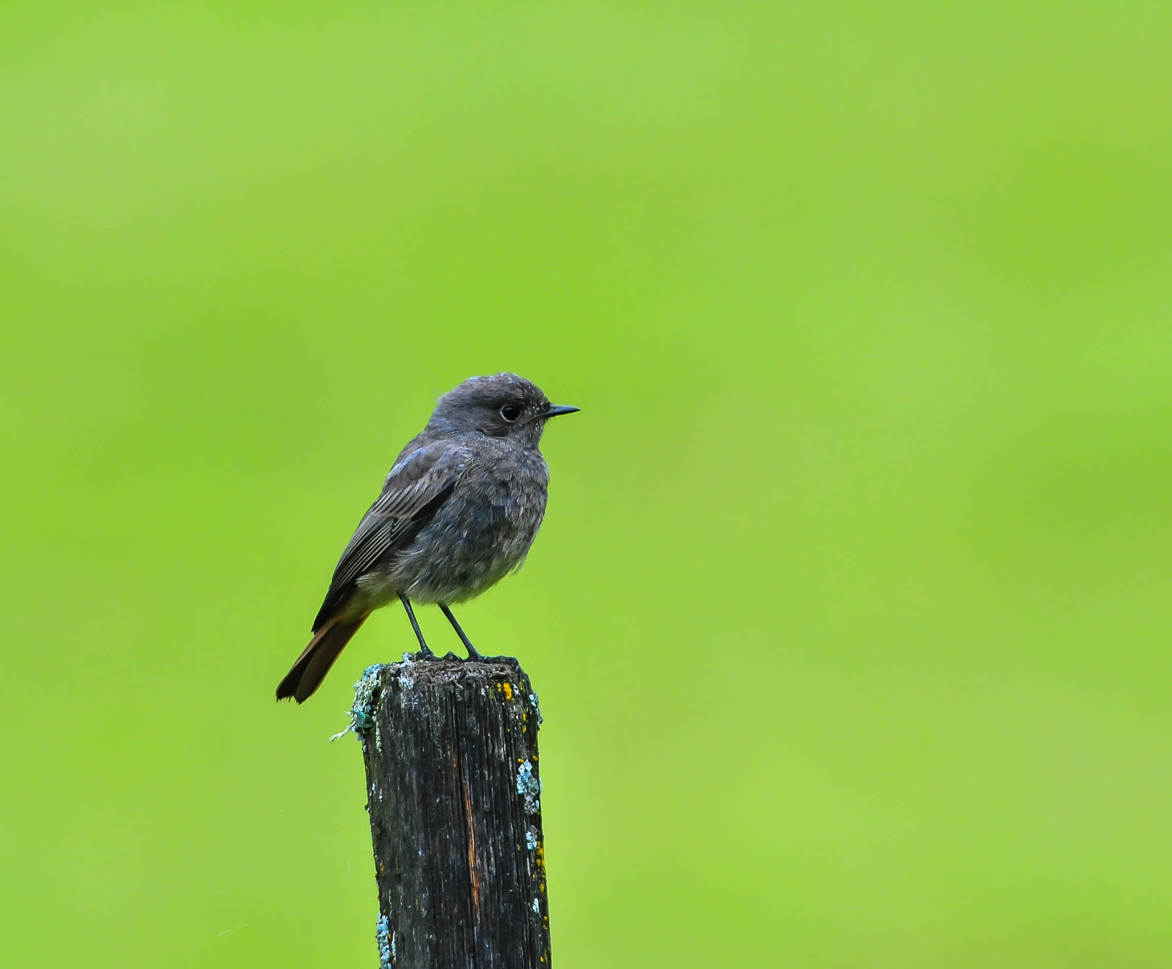 Black Redstart