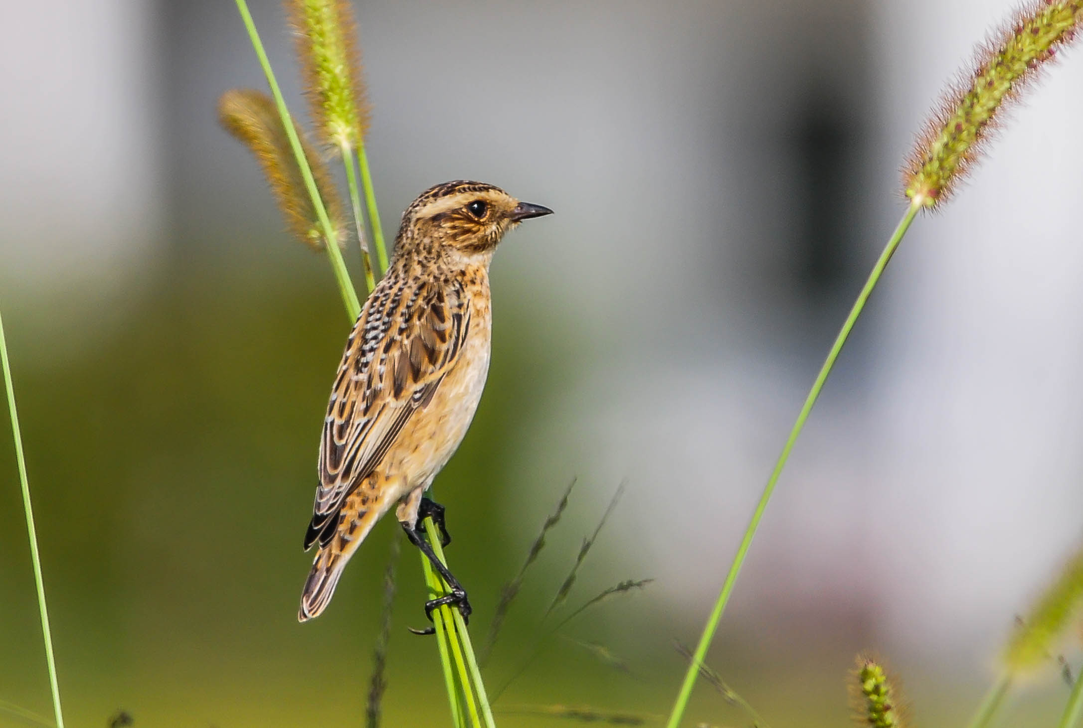 Whinchat (F)
