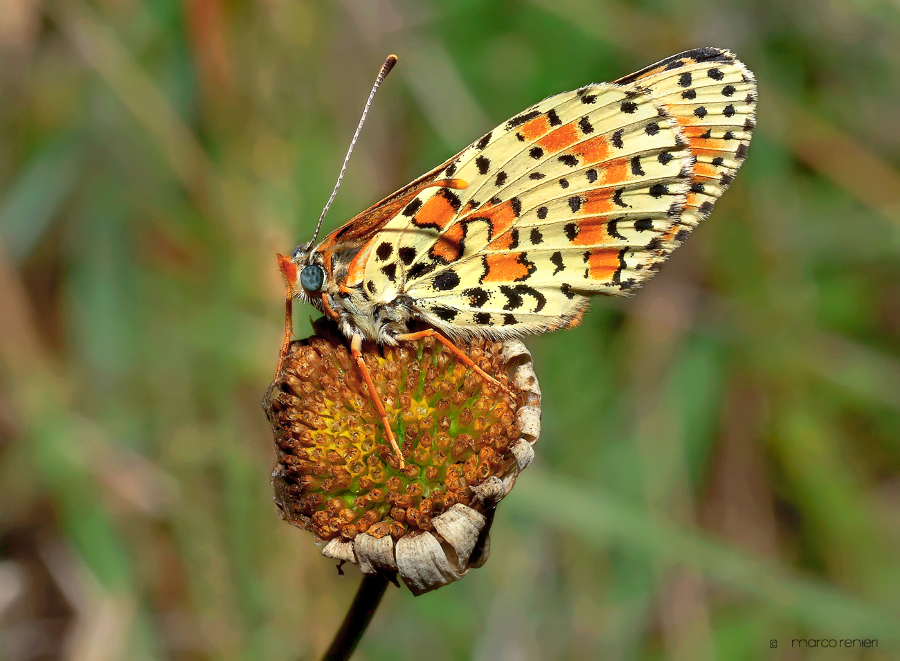 Melitaea didyma