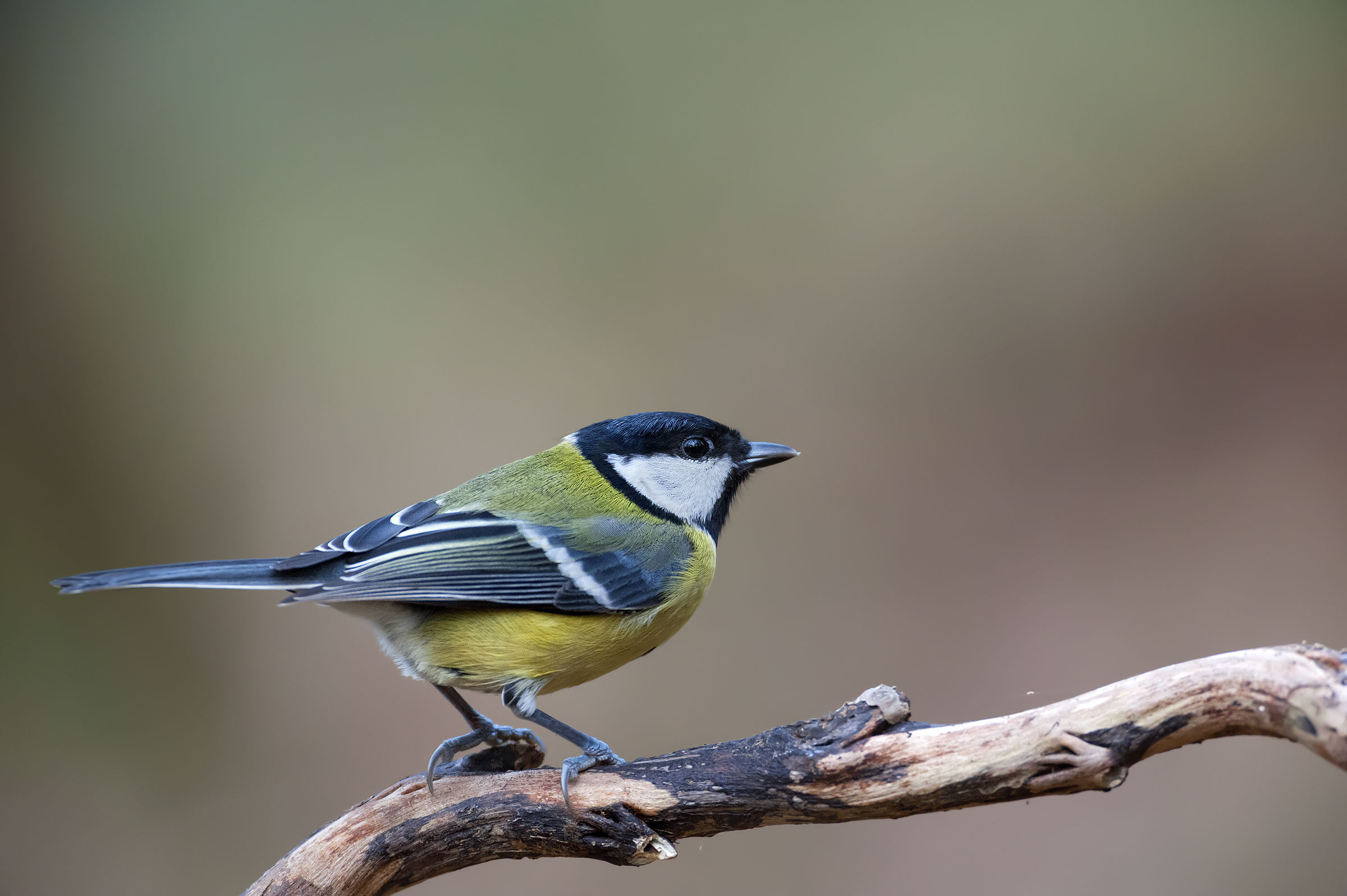 Parus Major