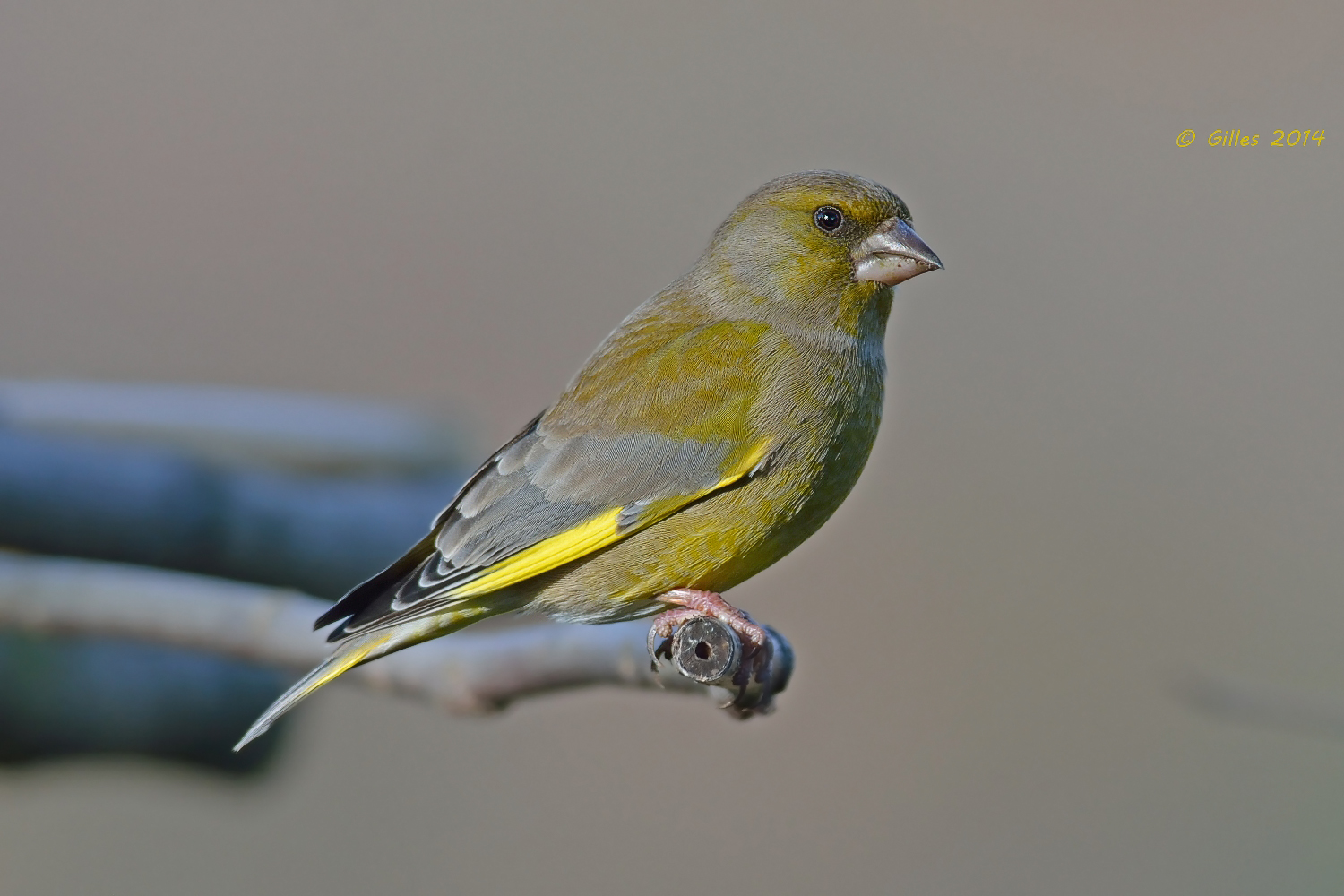 Verdone .........sul trespolo