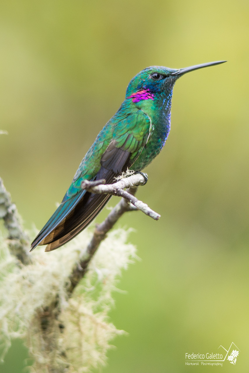 Hummingbird de Canto