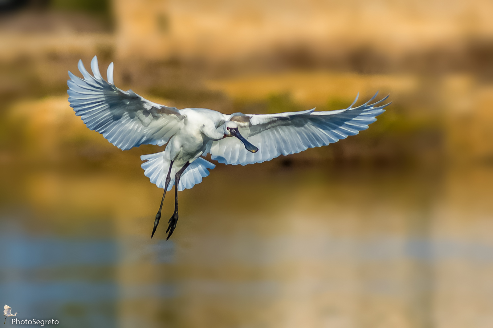 Spatola in atterraggio