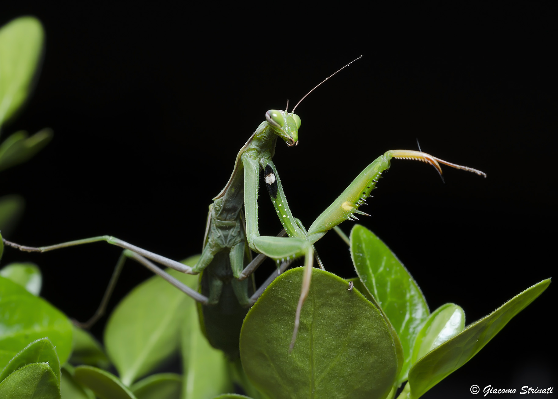 mantide religiosa (Mantis religiosa Linnaeus, 1758) 2
