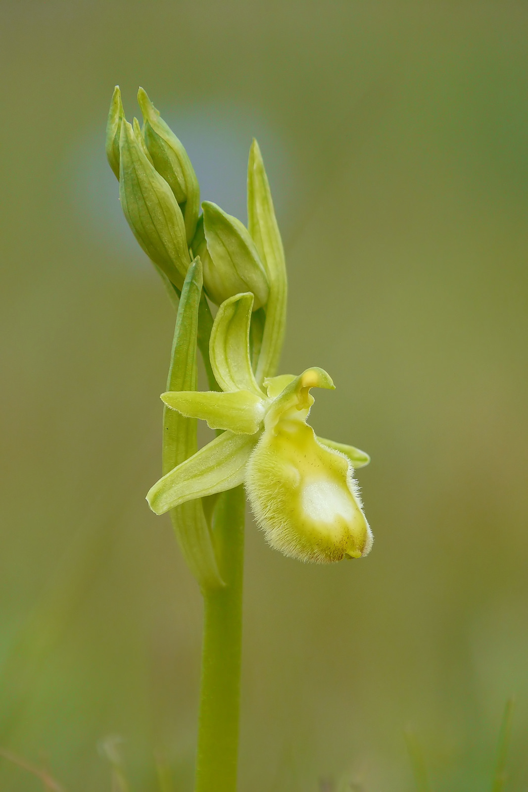 Ophrys bertoloniiformis albino
