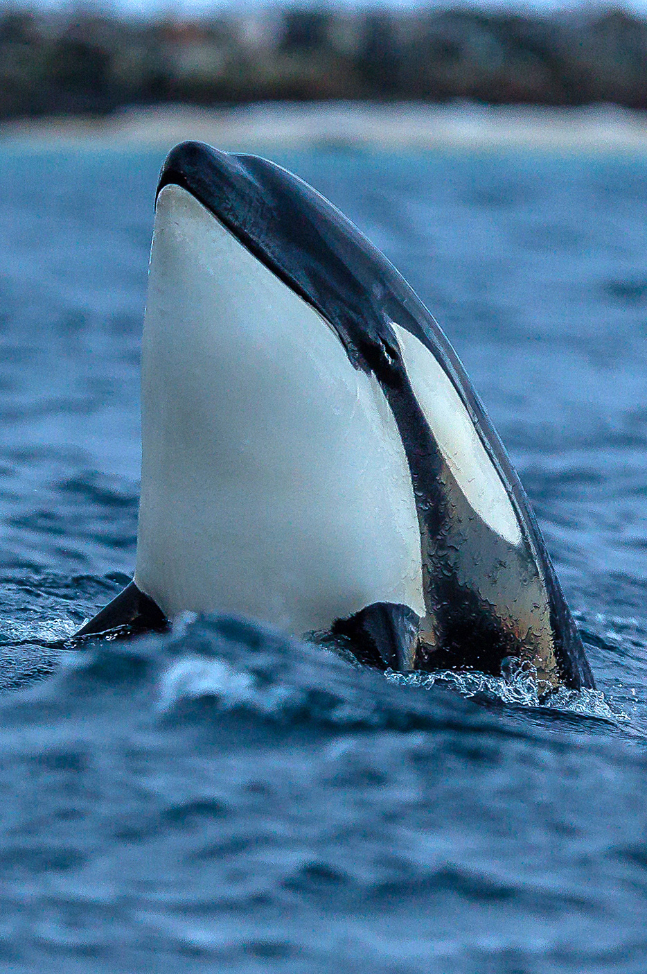 Orca ti guarda! - Troms, Norvegia