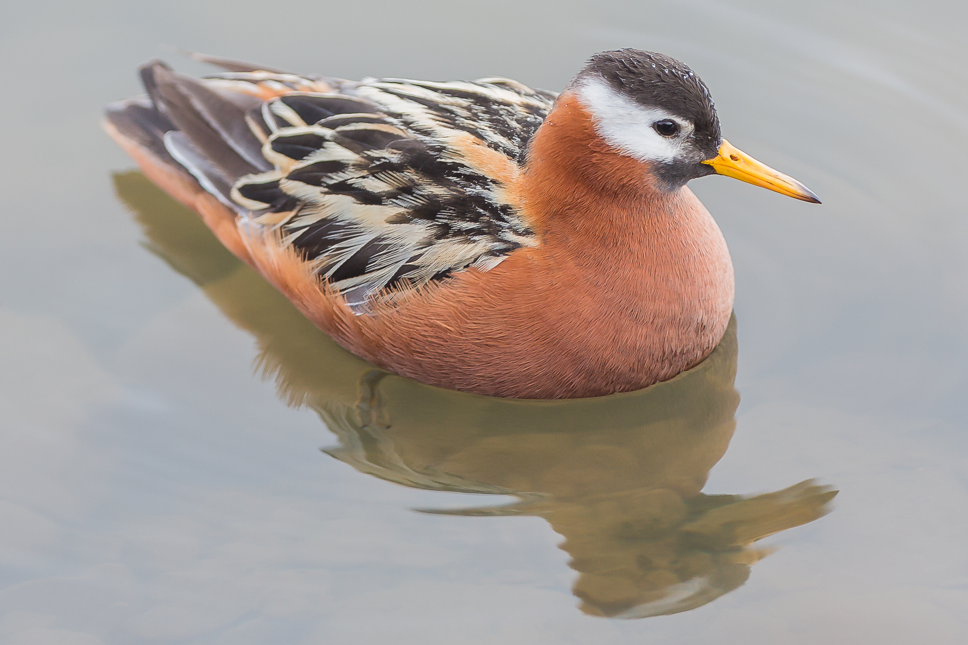Falaropo - Femmina. Un gioiello Arctic!