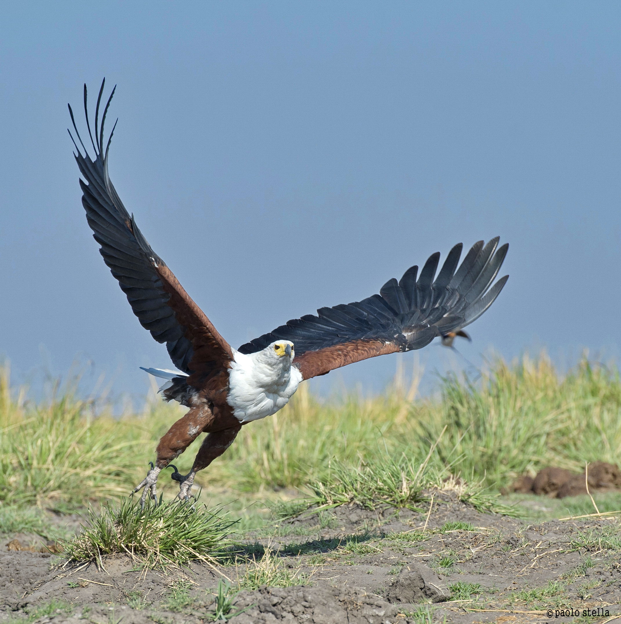African fish eagle (Haliaeetus vocifer)